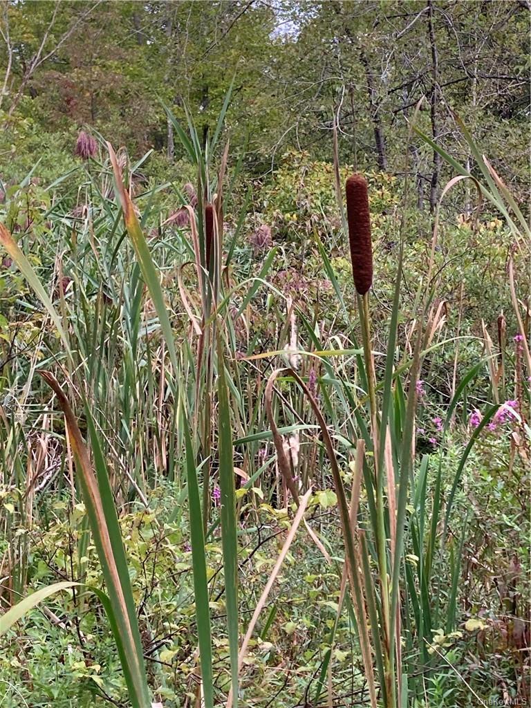 Logtown Road, Port Jervis, NY 12771