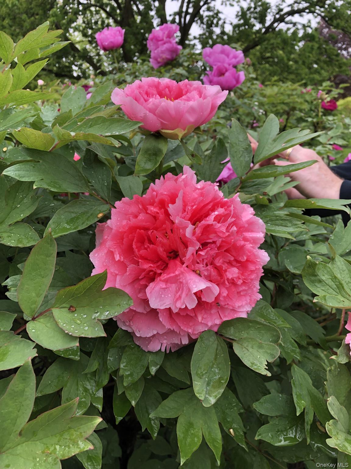 2385 Barker Avenue # 5L, Bronx, NY 10467