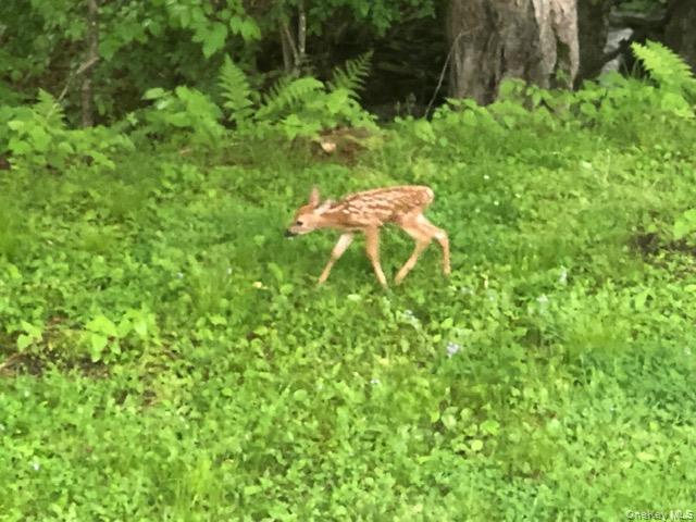 Eldred-Yulan Road, Eldred, NY 12528