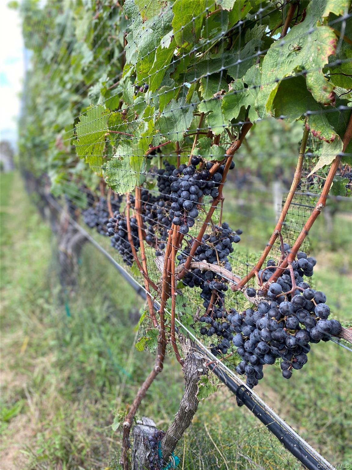 6094 Sound Avenue, Jamesport, NY 11947