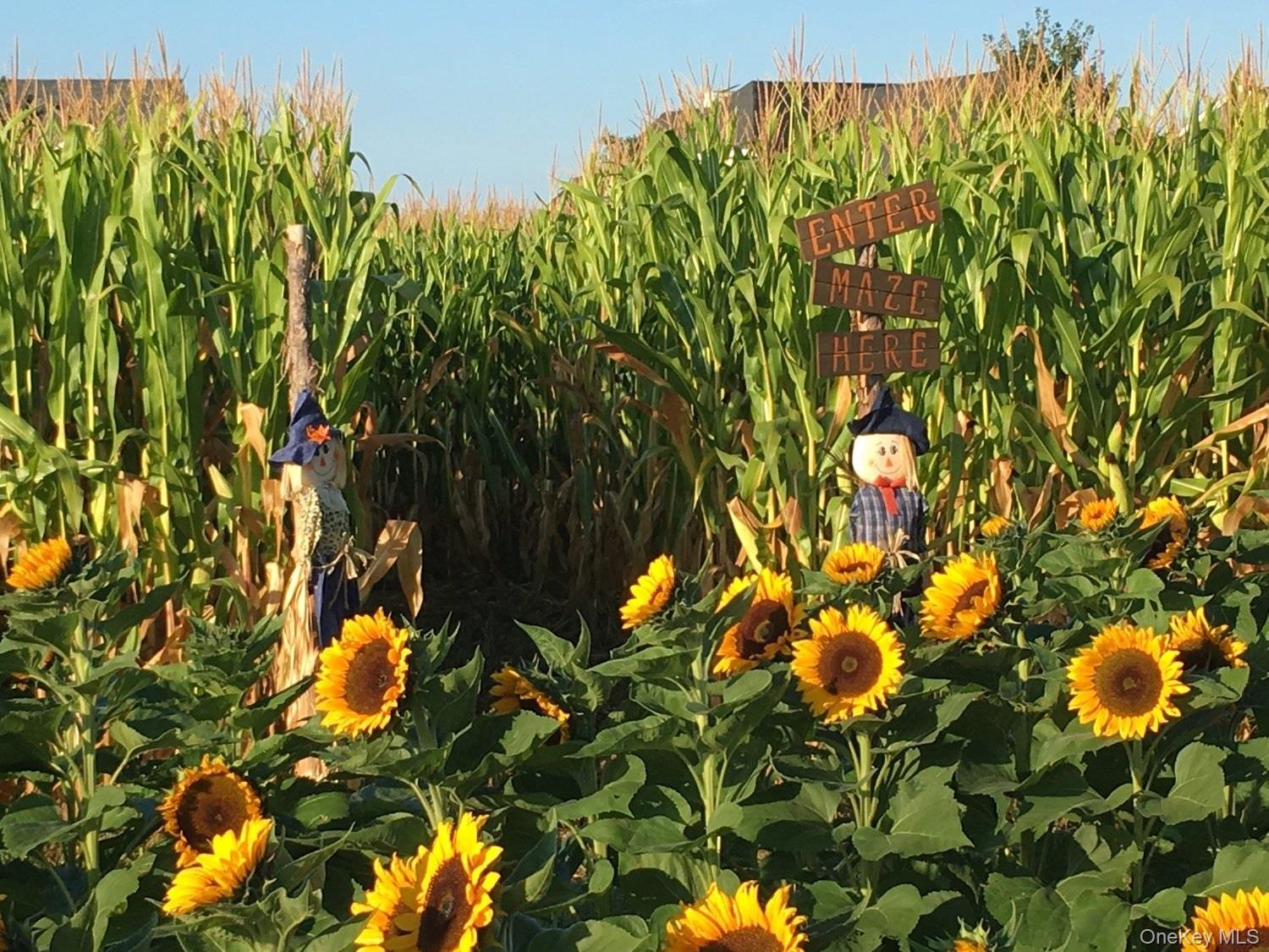 515 Corey Creek Lane, Southold, NY 11971