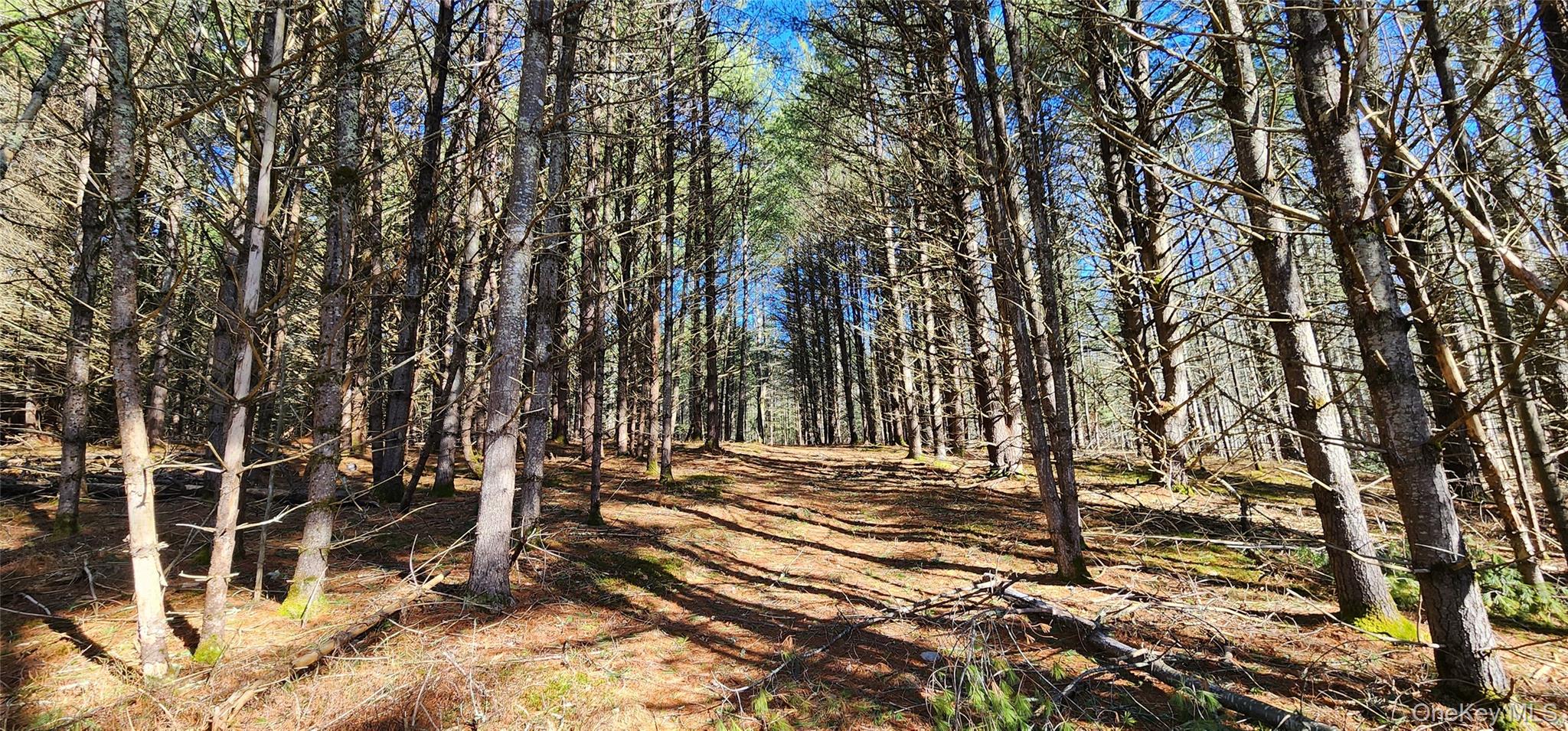 Stag Forest Road, Forestburgh, NY 12777