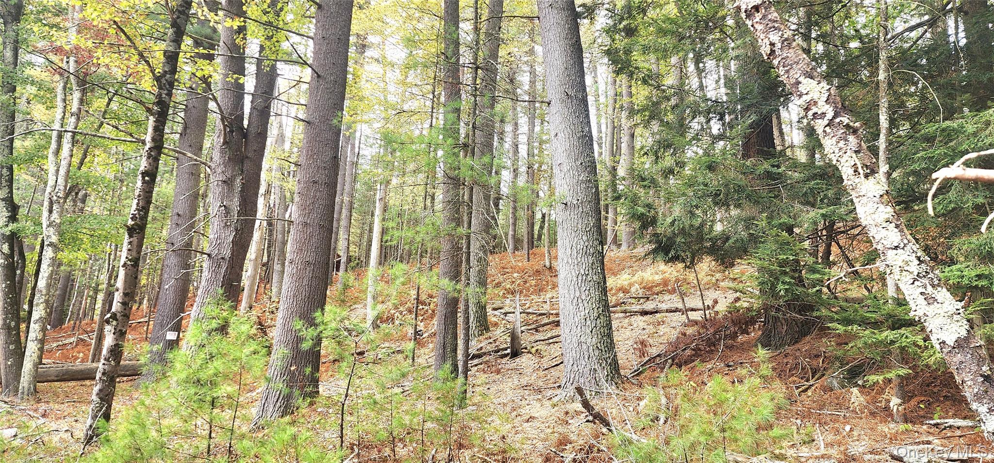 Stag Forest Road, Forestburgh, NY 12777