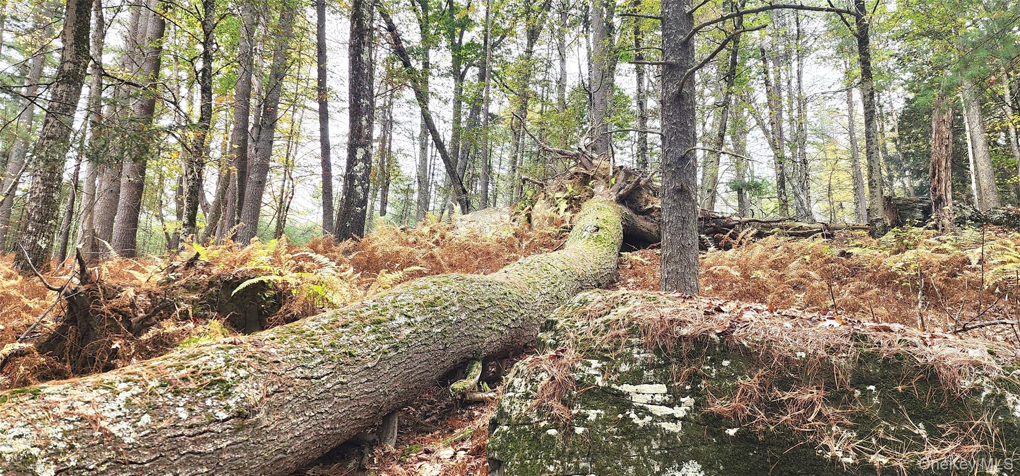 Stag Forest Road, Forestburgh, NY 12777