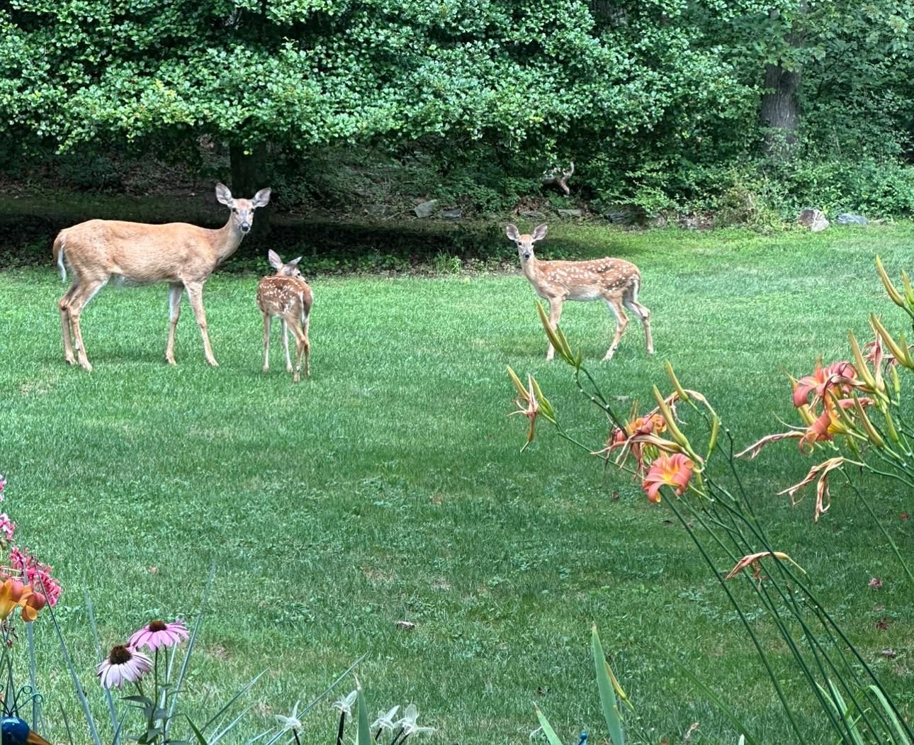 19 Stillwood Road, Brookhaven, NY 11719