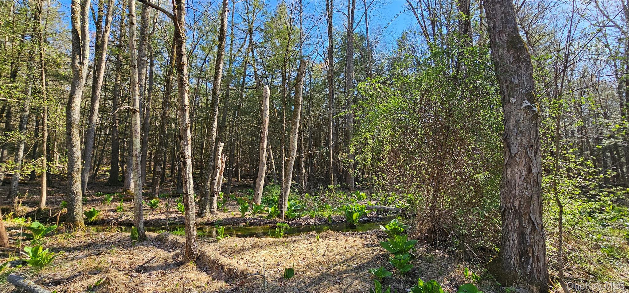 Lot 85 Perry Pond Road, Narrowsburg, NY 12764