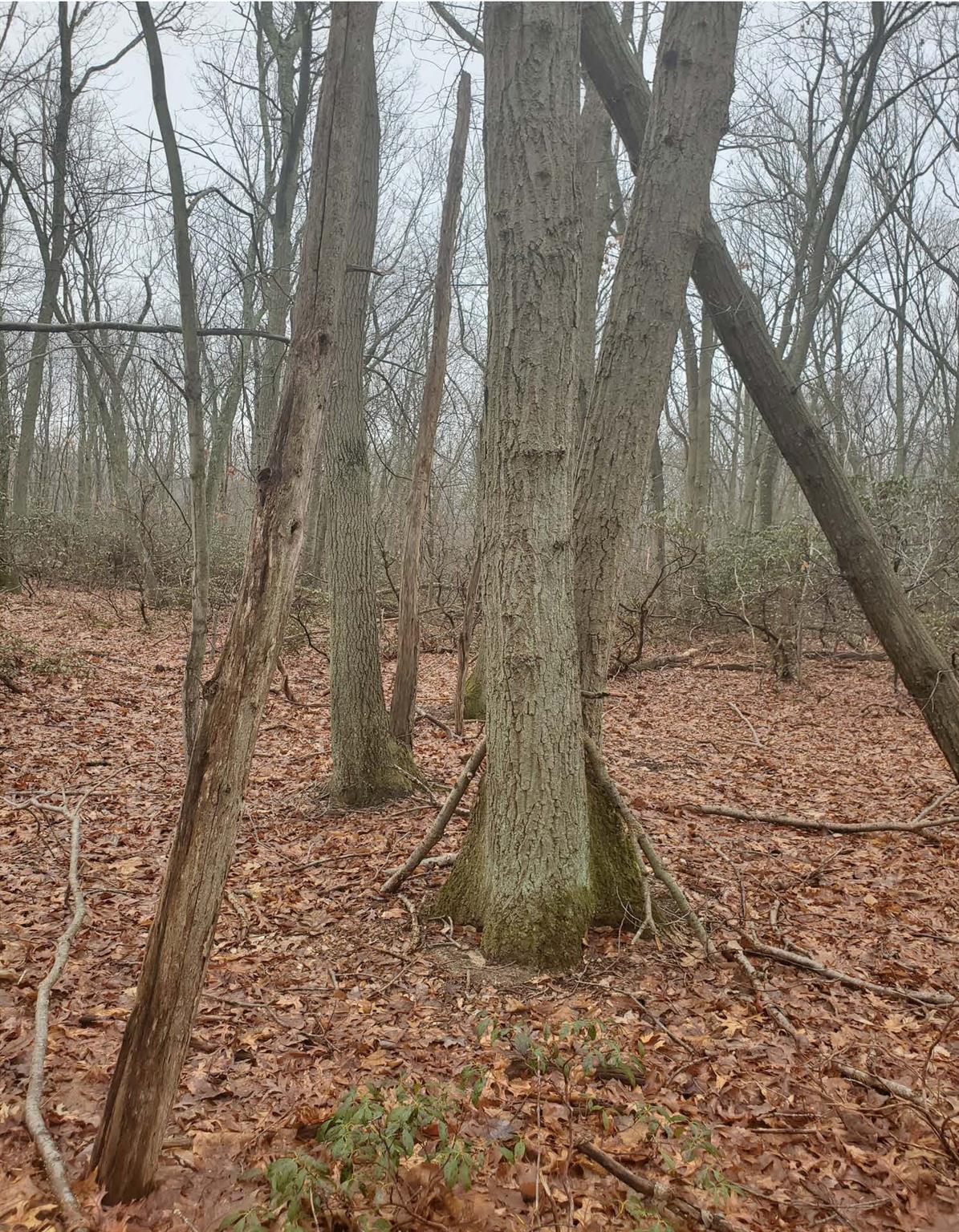 8 Steep Bank Road, Saint James, NY 11780