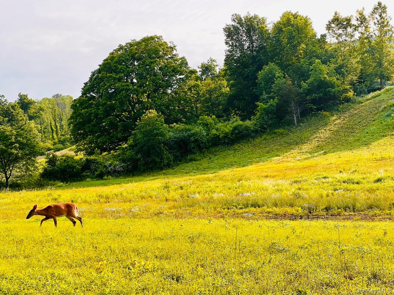 Lot 4 Westerly Ridge Drive, Amenia, NY 12501