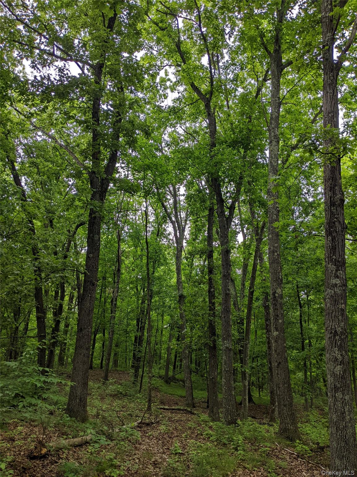 Parcel 1 - TBD Woodstock Road, Millbrook, NY 12545