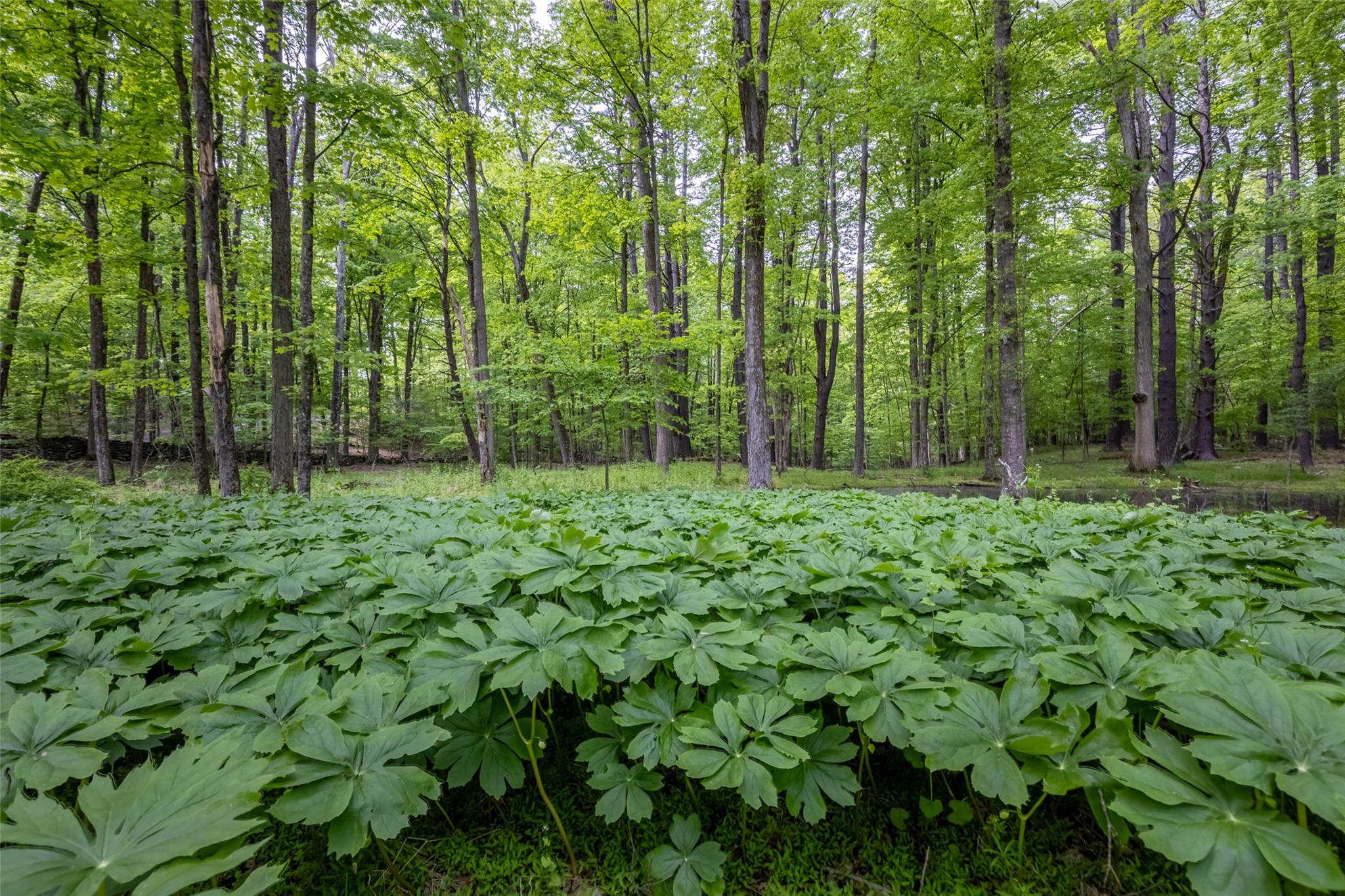 Mossy Hill Road Road, Catskill, NY 12414