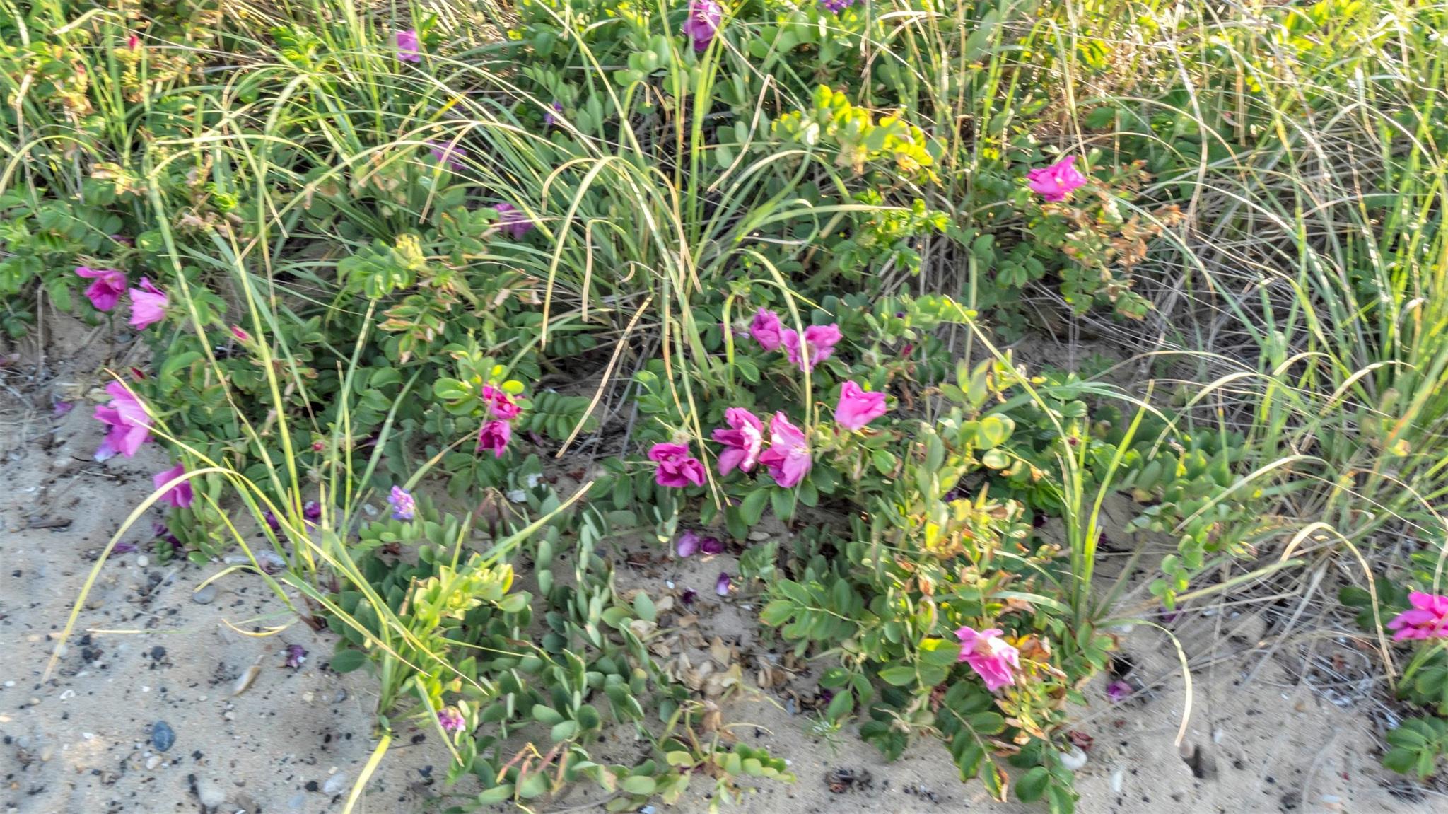 18 North Shore Road, Montauk, NY 11954