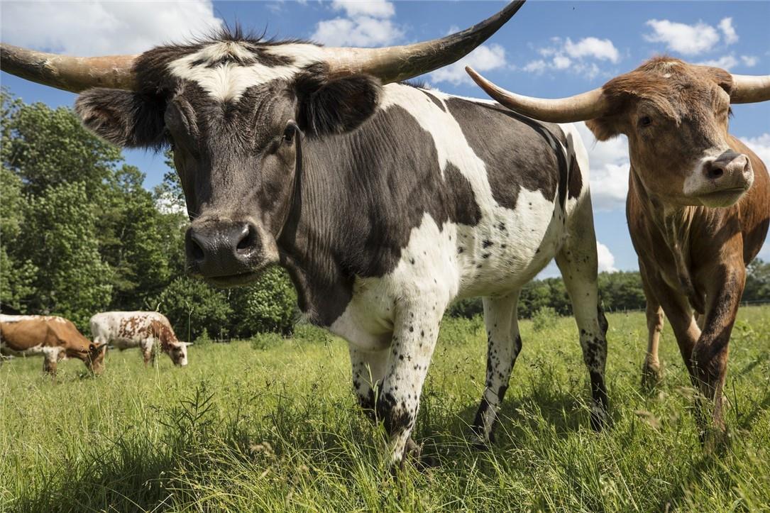 Lot 1 Chapin Trail, White Lake, NY 12786