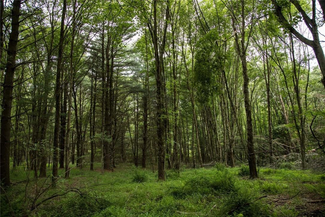 Lot 1 Chapin Trail, White Lake, NY 12786