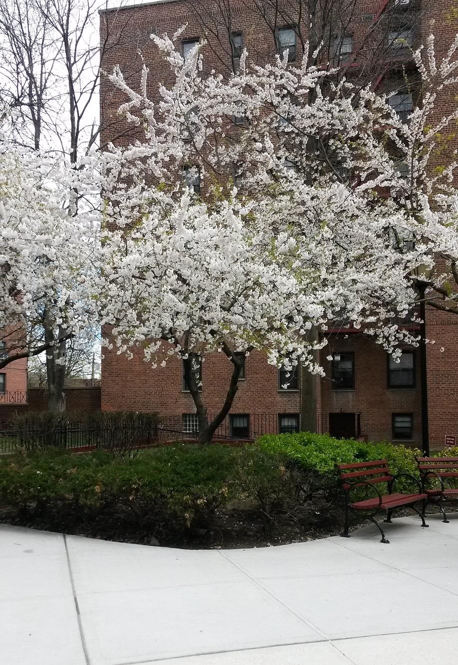 150-11 72 Road # 6A, Flushing, NY 11367