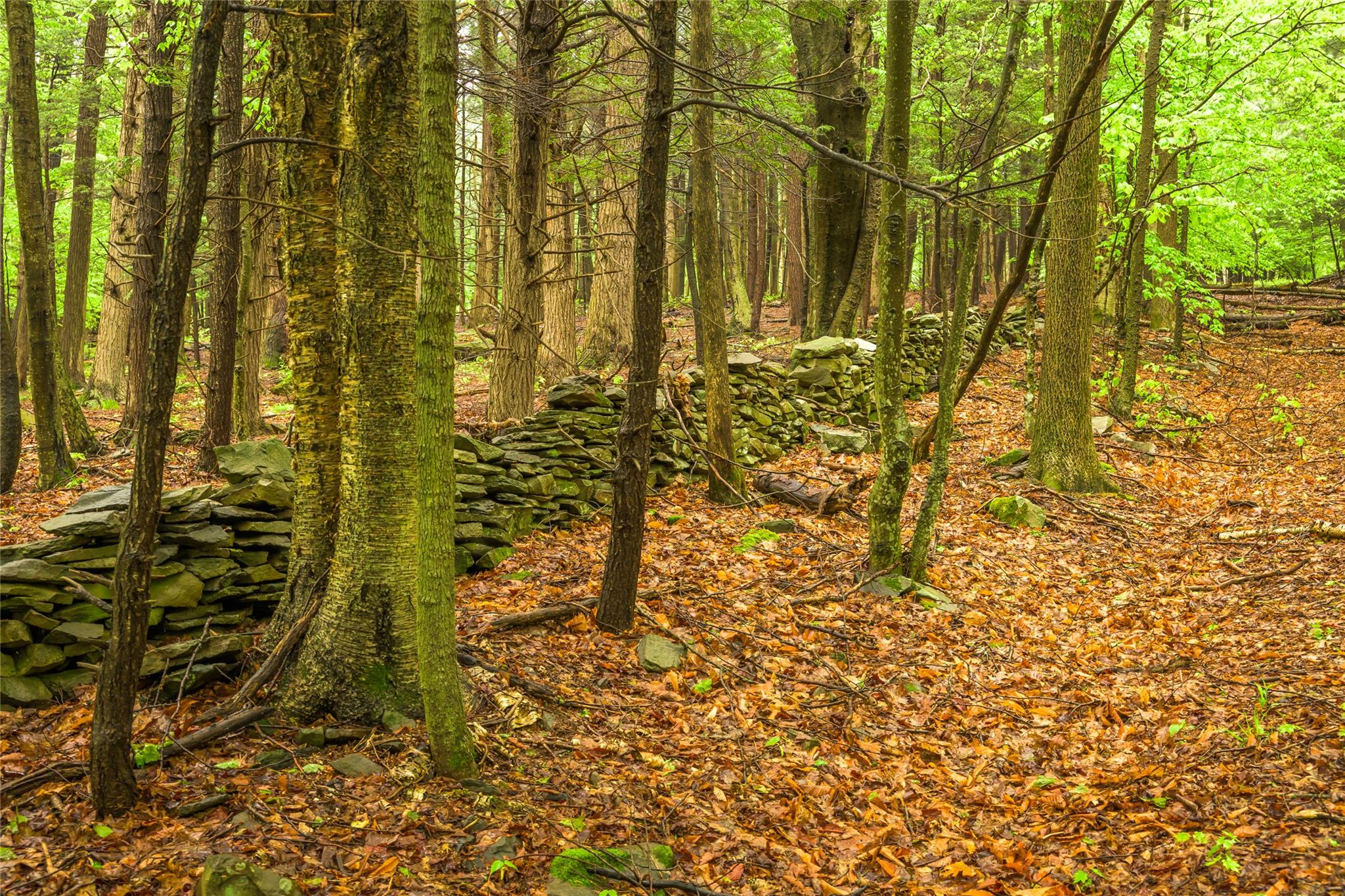 1250 County Route 351, Preston Hollow, NY 12471