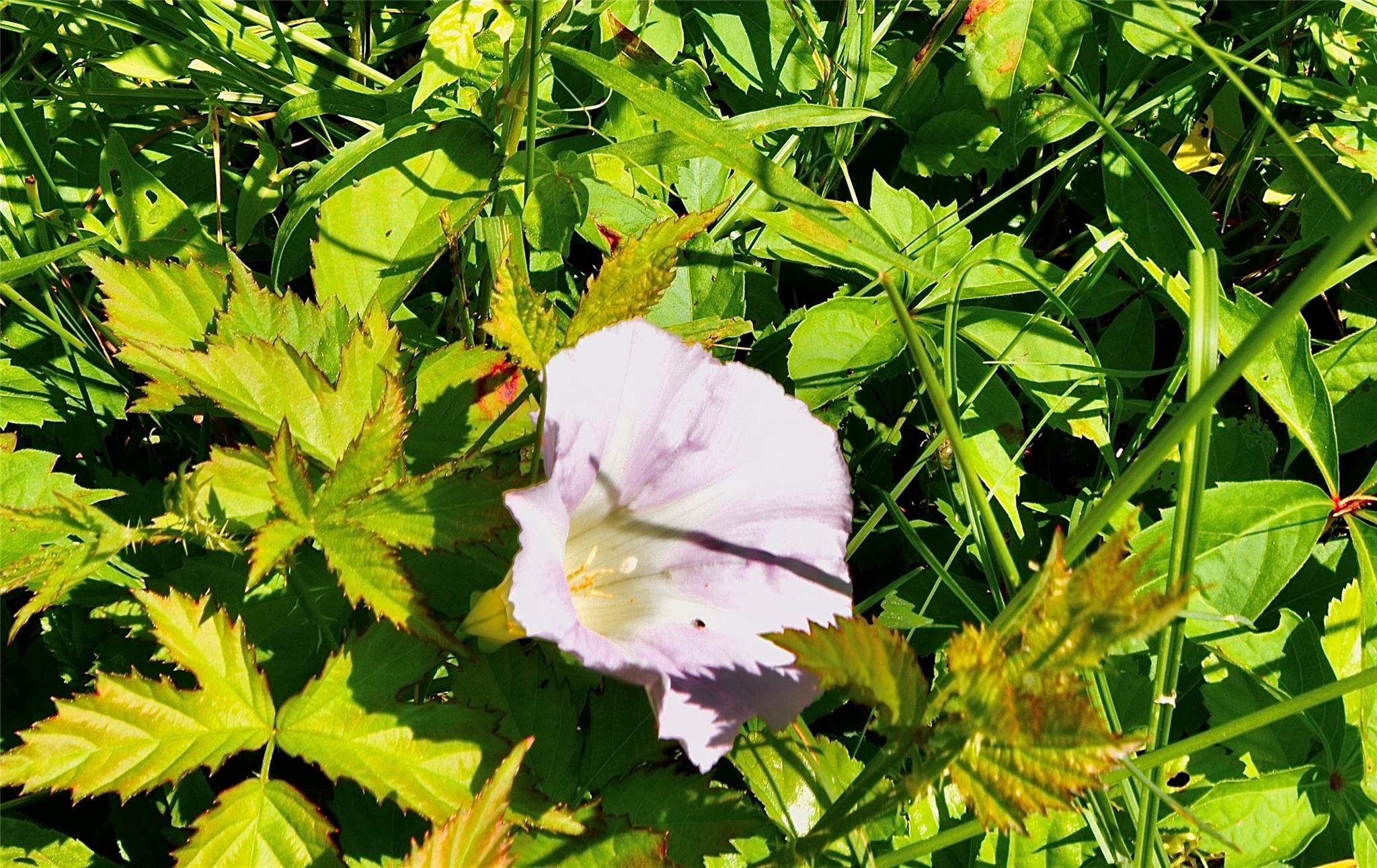 Rt. 52, Ellenville, NY 12489