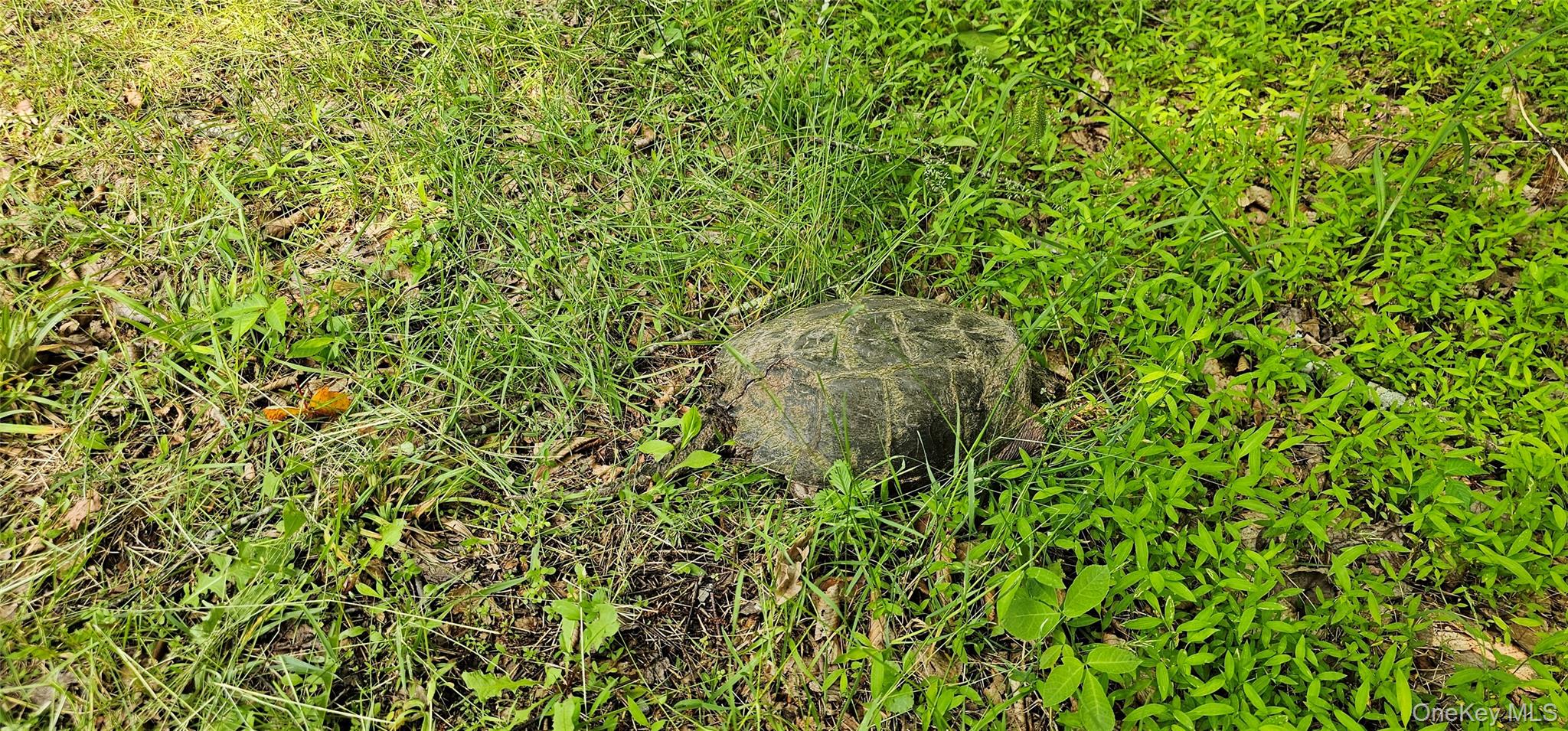 Lot 3 Woods Road, Barryville, NY 12719