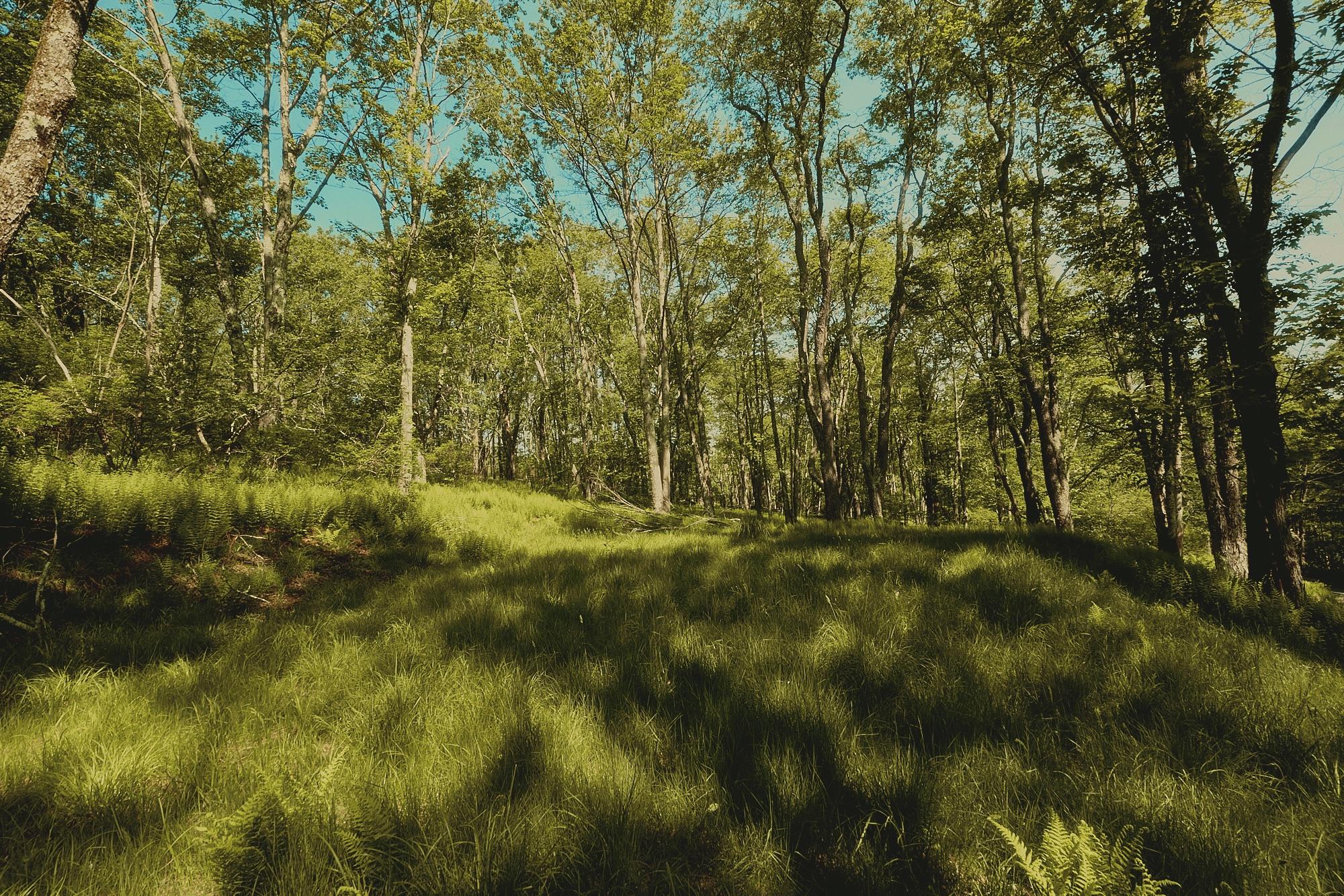 00 Benton Hollow, Liberty, NY 12754