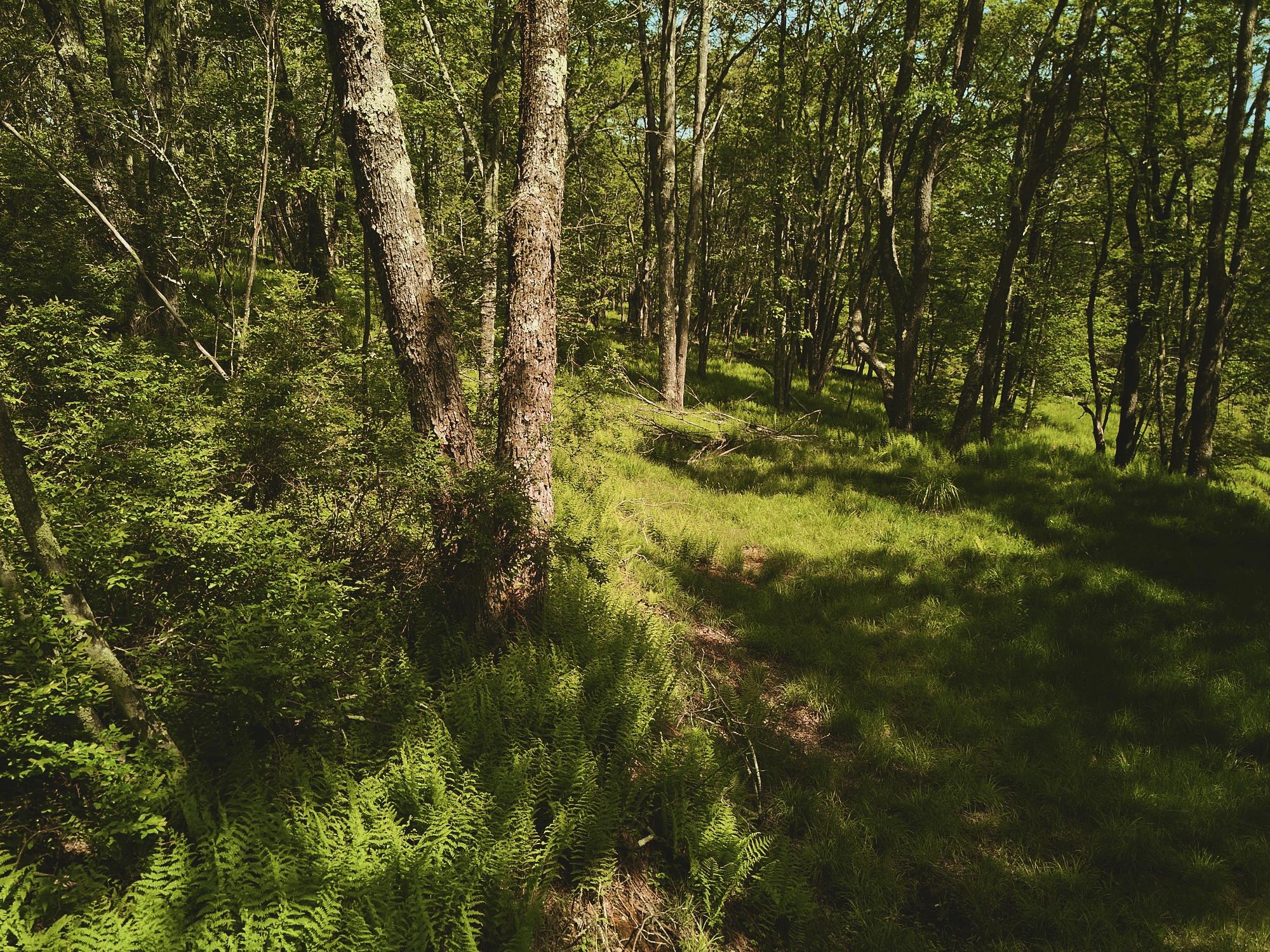 00 Benton Hollow, Liberty, NY 12754