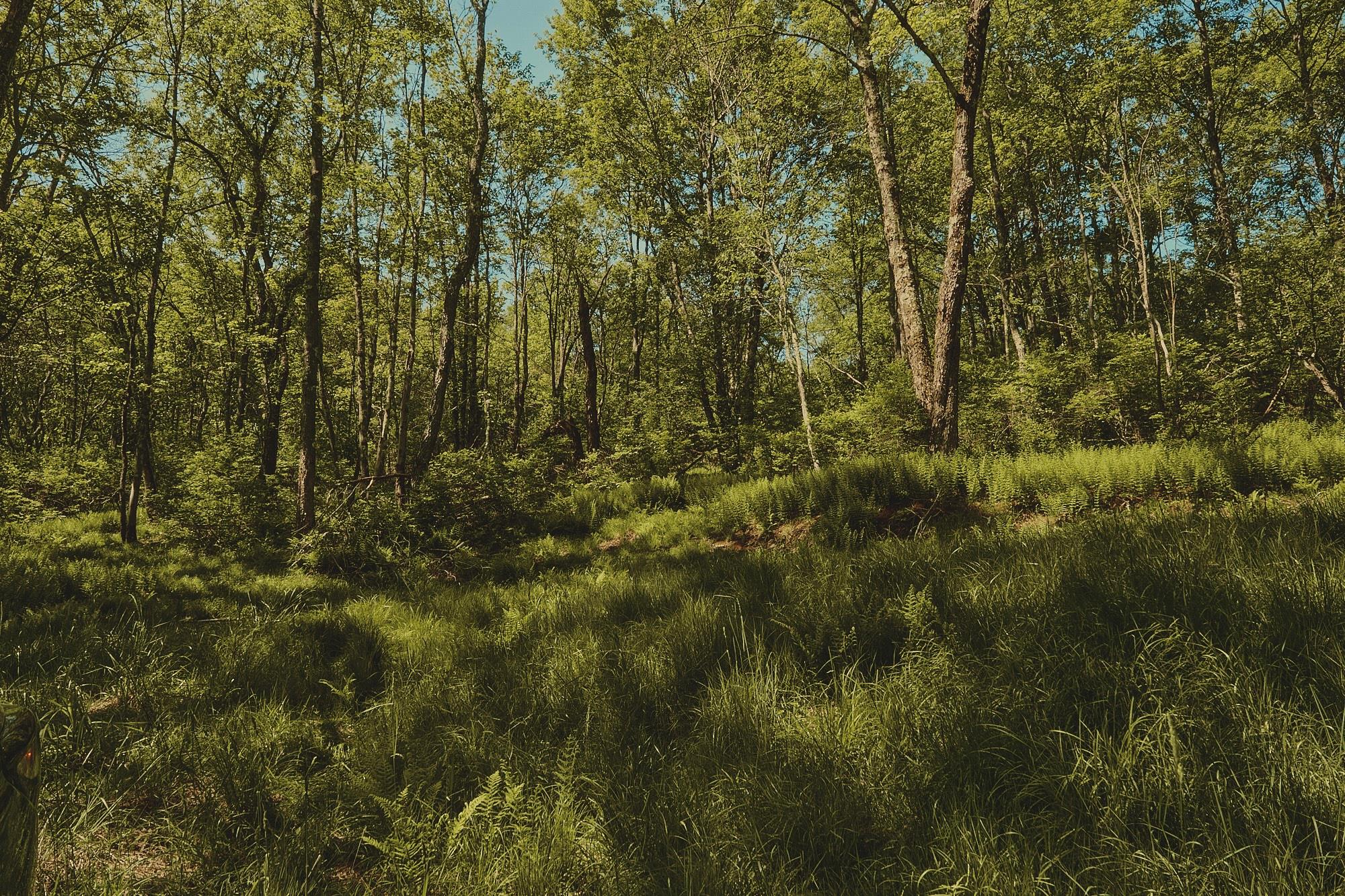 00 Benton Hollow, Liberty, NY 12754