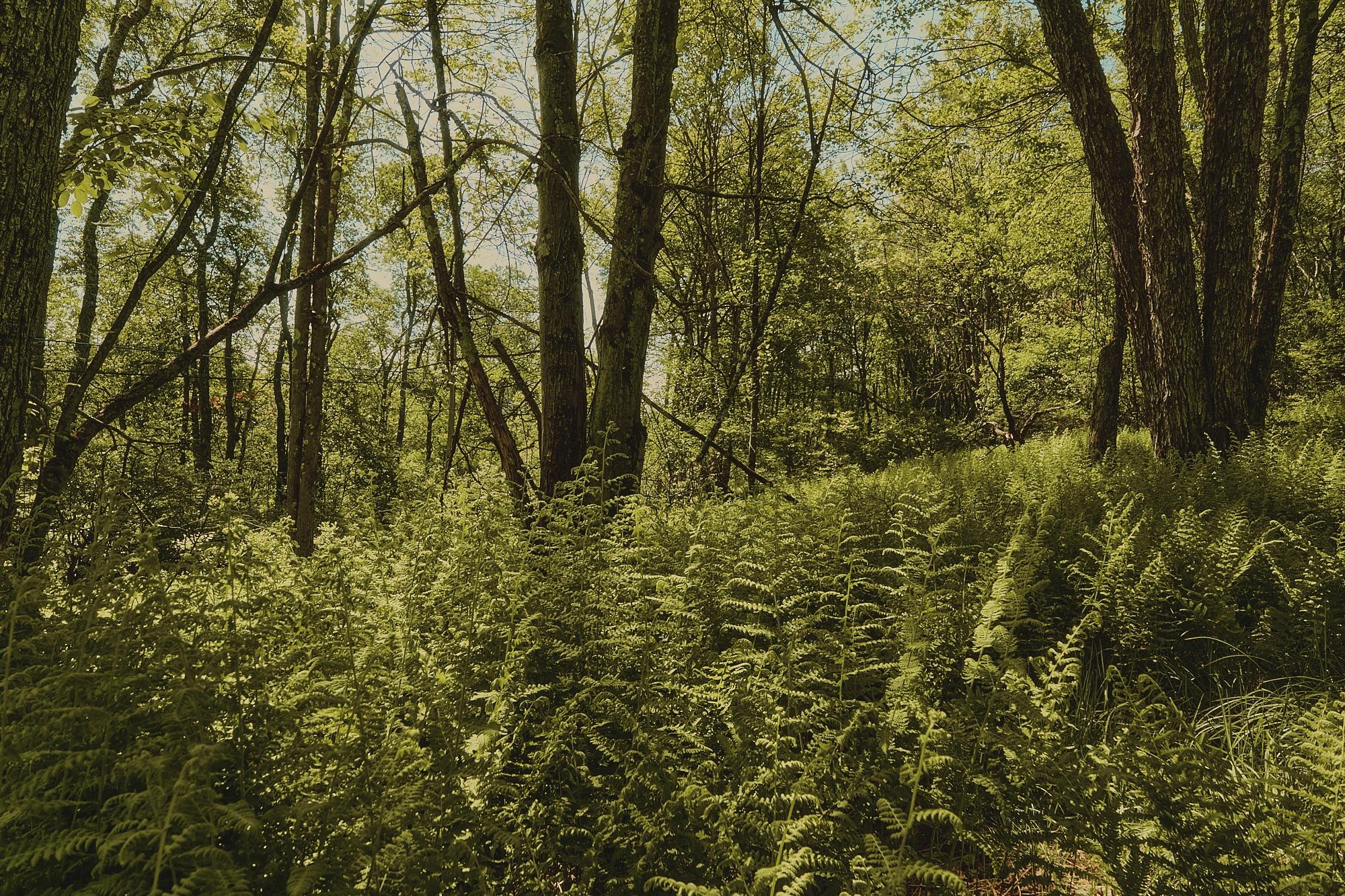 00 Benton Hollow, Liberty, NY 12754