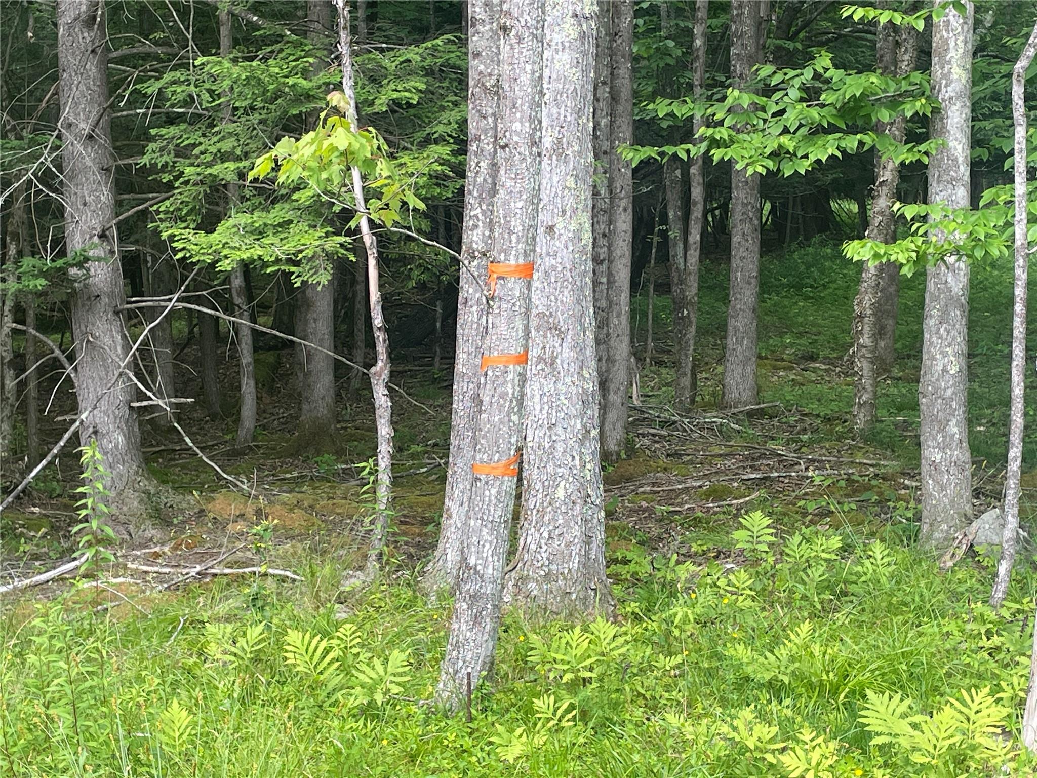 TBD Boulder Brook lot B10 Road, Windham, NY 12496