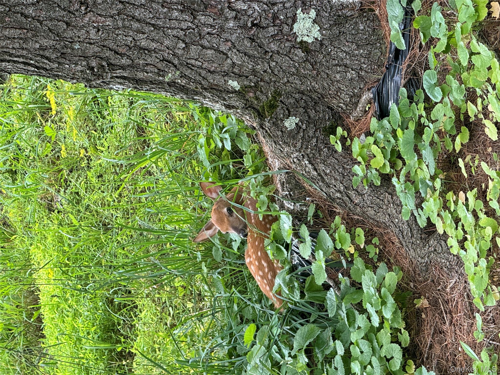 Hessinger Lare Road, Youngsville, NY 12791