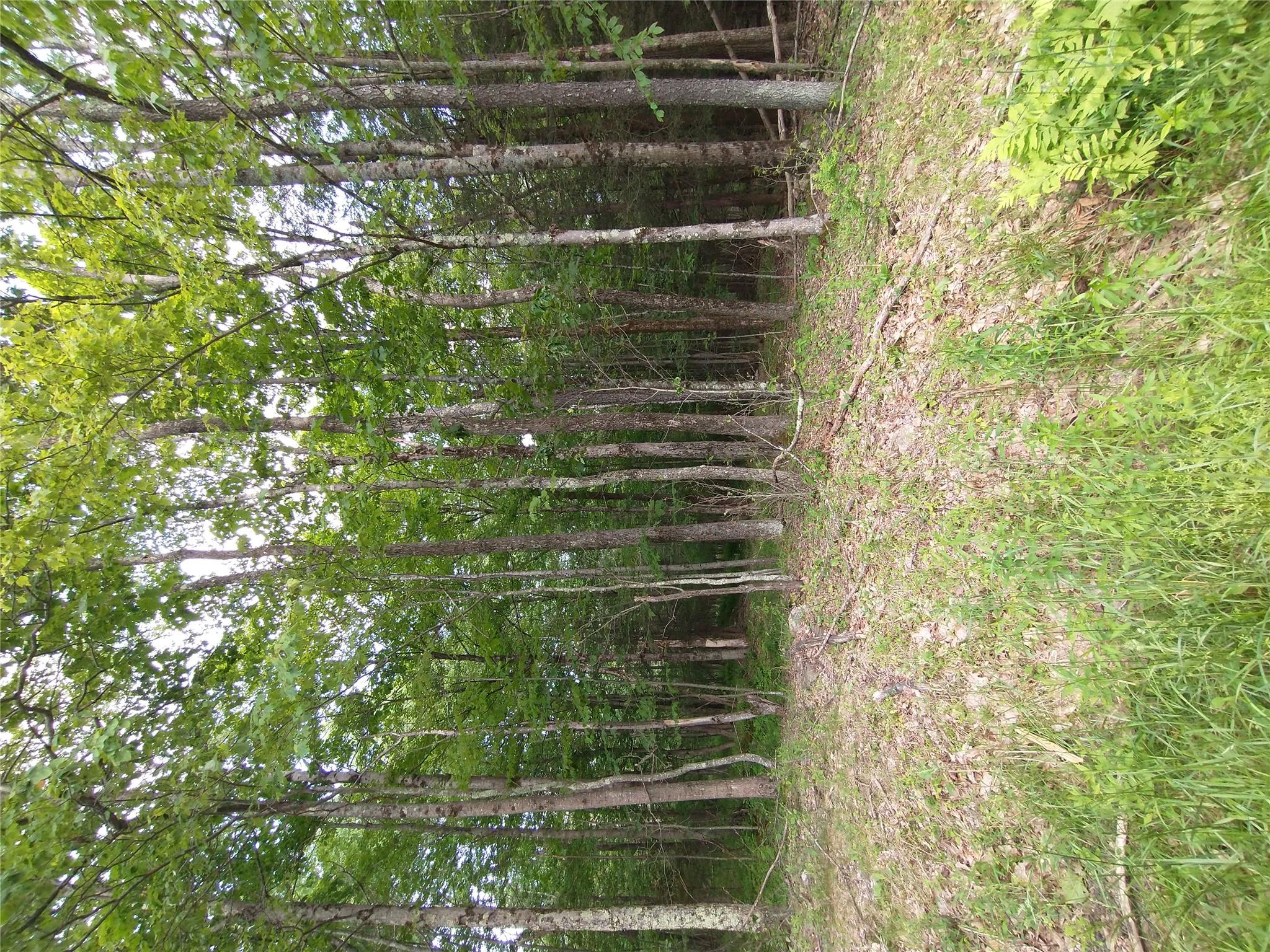 Old Loomis Road, Liberty, NY 12734