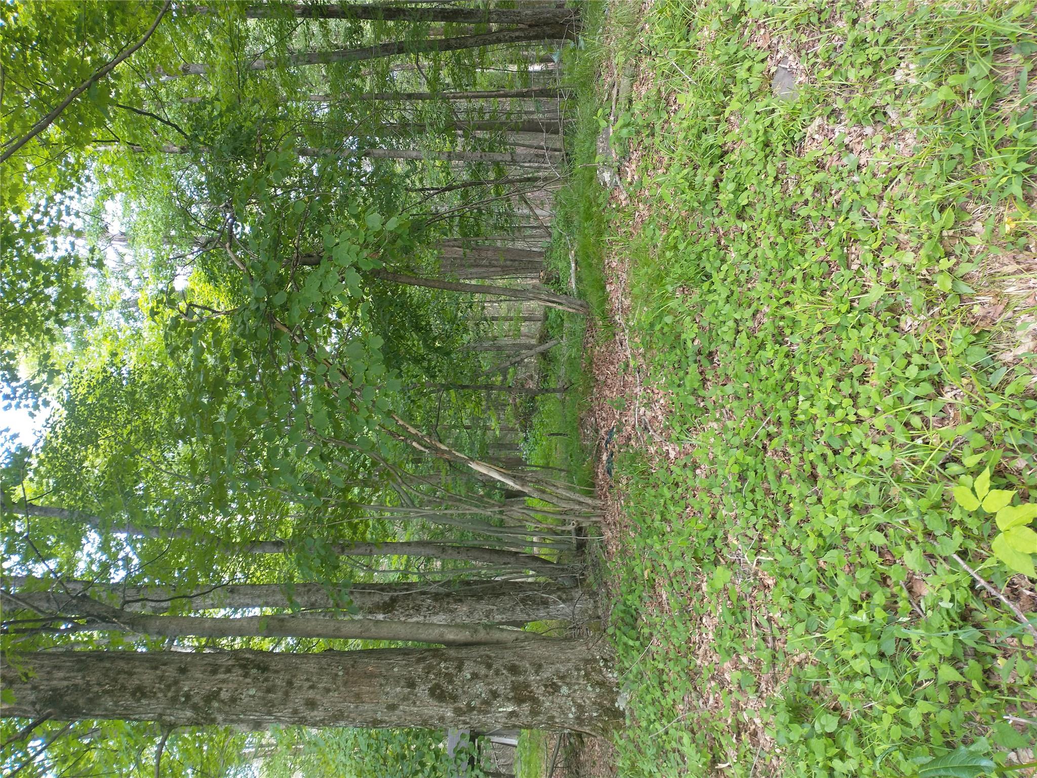 Old Loomis Road, Liberty, NY 12734
