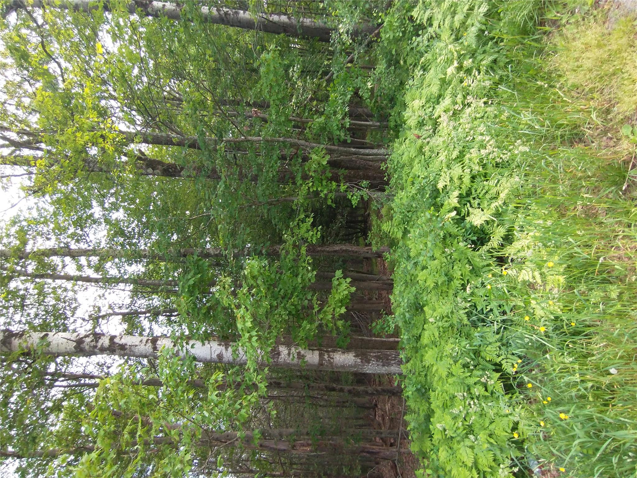 Old Loomis Road, Liberty, NY 12734