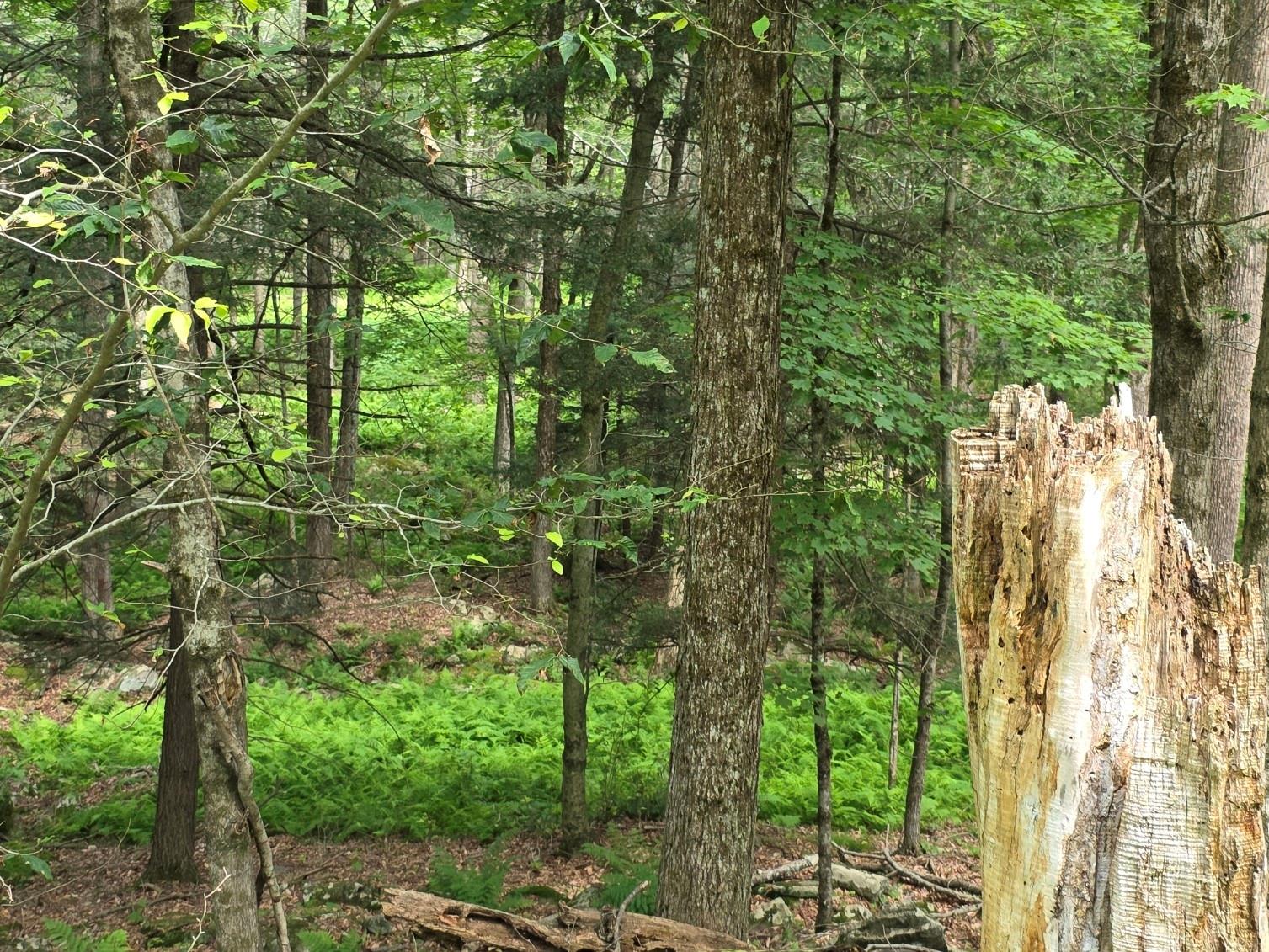 Gregory Road, Monticello, NY 12701