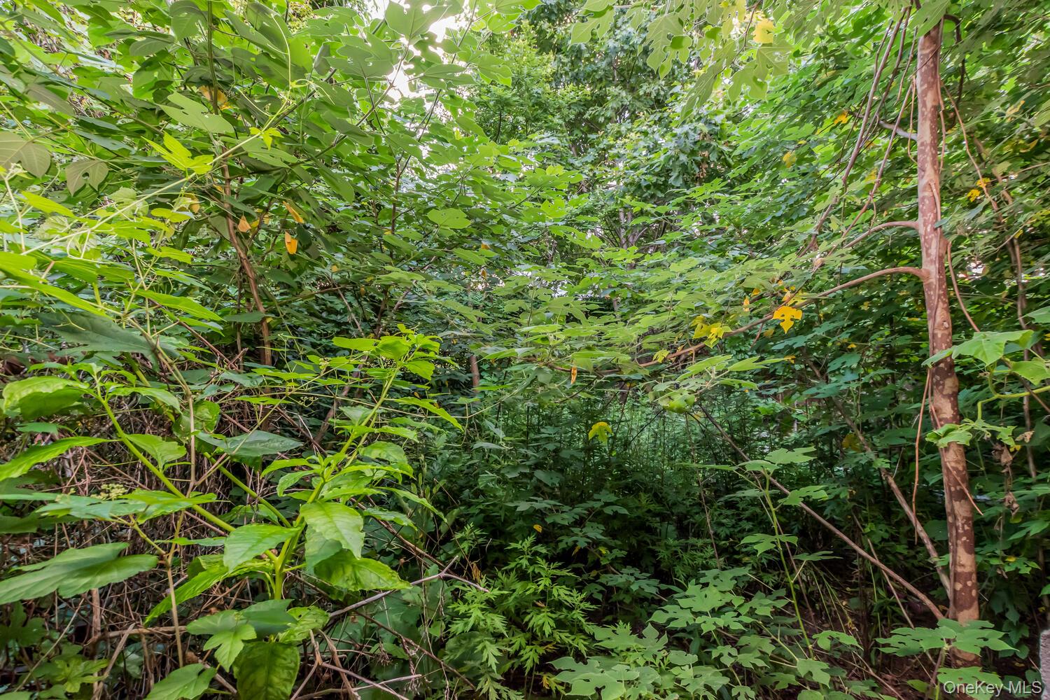 1312 Findlay Avenue, Bronx, NY 10456