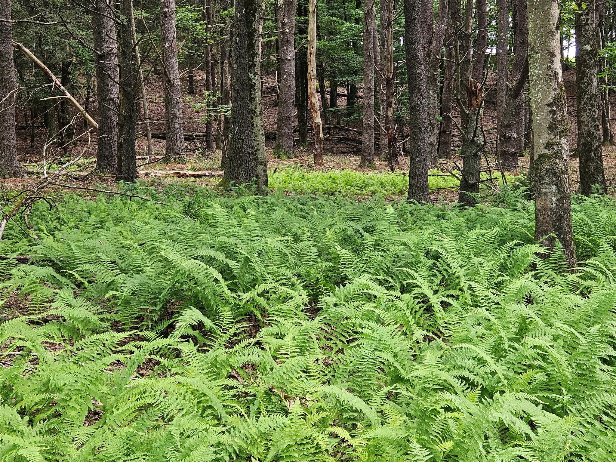 Hurd and Parks Road, Kauneonga Lake, NY