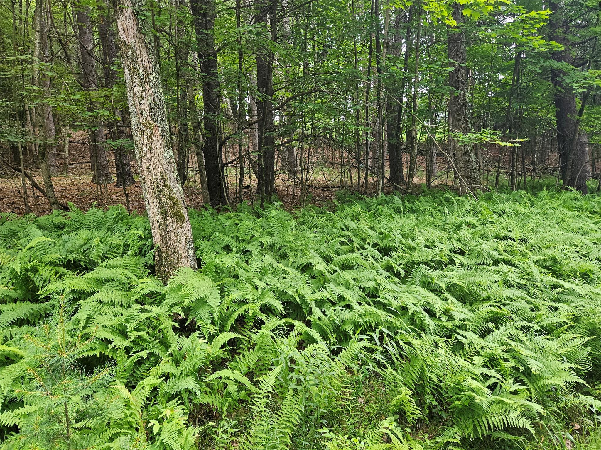 Hurd and Parks Road, Kauneonga Lake, NY