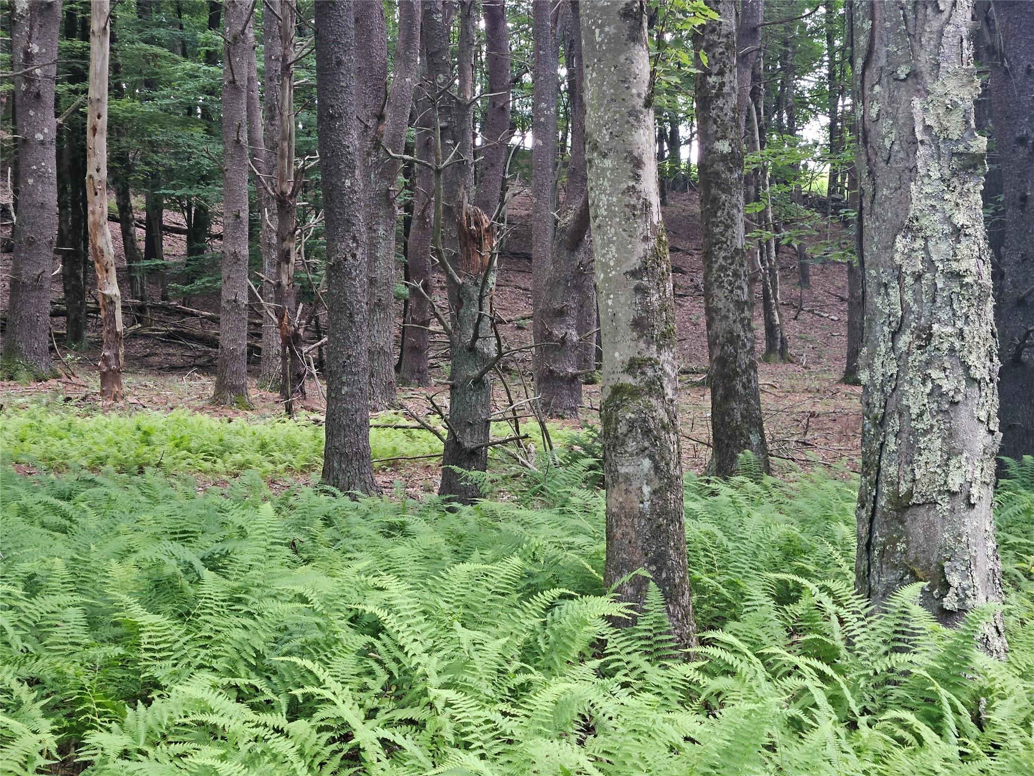Hurd and Parks Road, Kauneonga Lake, NY