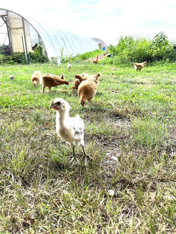 1117 Cross River Drive, Riverhead, NY 11901