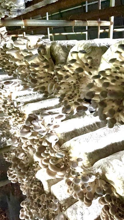 1117 Cross River Drive, Riverhead, NY 11901