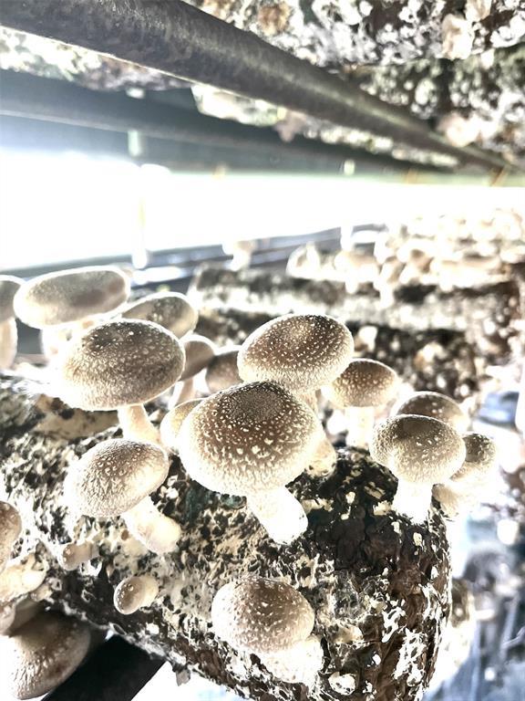 1117 Cross River Drive, Riverhead, NY 11901