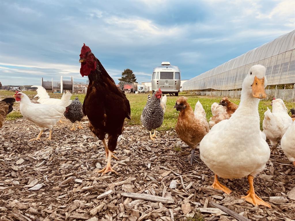 1117 Cross River Drive, Riverhead, NY 11901