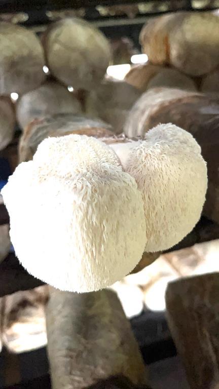 1117 Cross River Drive, Riverhead, NY 11901