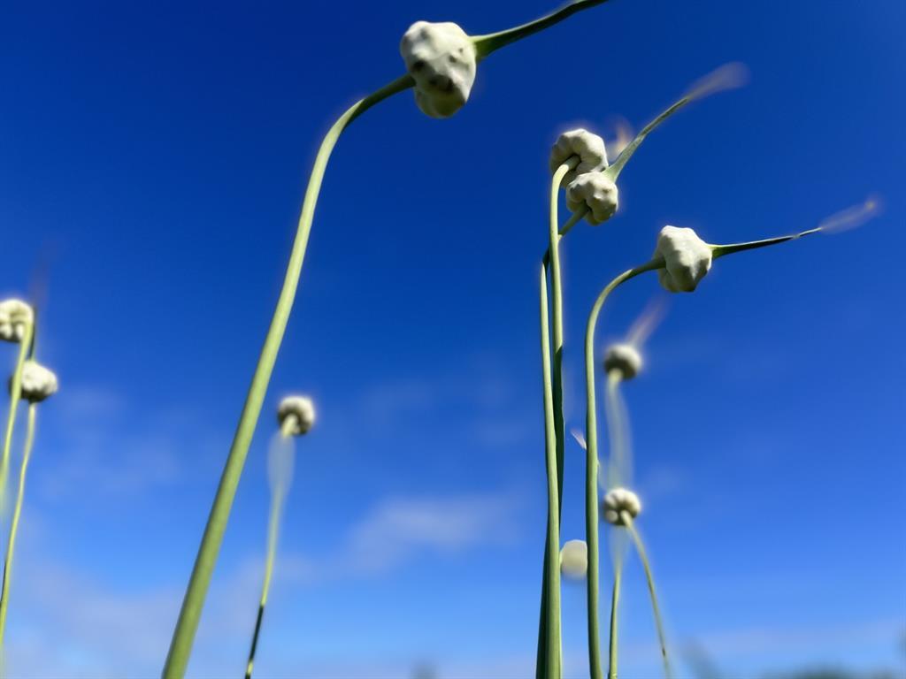 1117 Cross River Drive, Riverhead, NY 11901