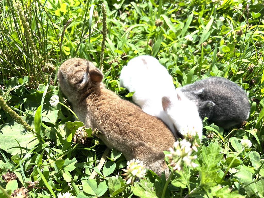 1117 Cross River Drive, Riverhead, NY 11901