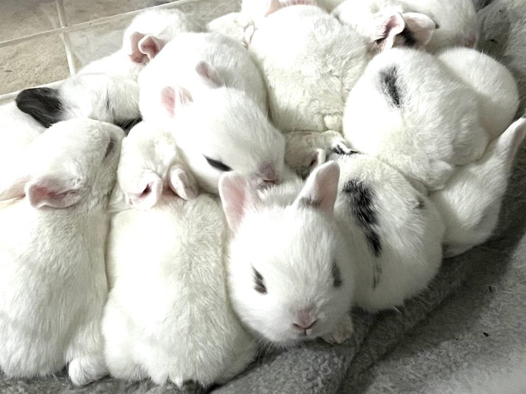 1117 Cross River Drive, Riverhead, NY 11901