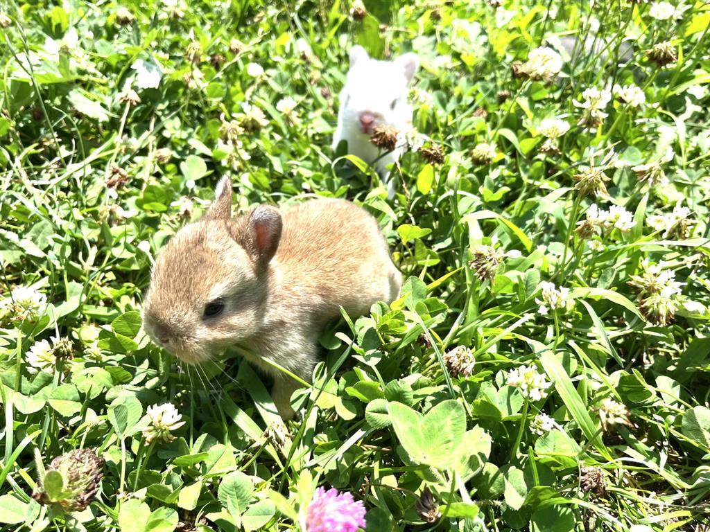 1117 Cross River Drive, Riverhead, NY 11901