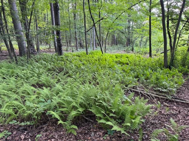 Manor Drive W & Arlene Road, Lagrangeville, NY