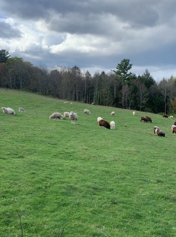 3 Burr Road, Cochecton, NY 12726