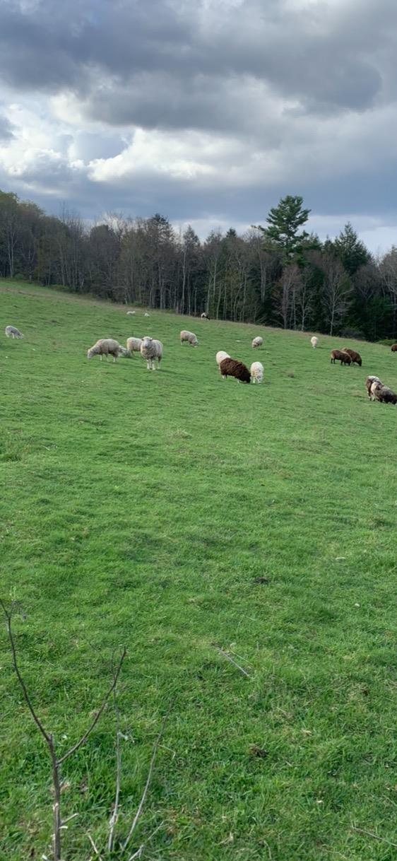 3 Burr Road, Cochecton, NY 12726