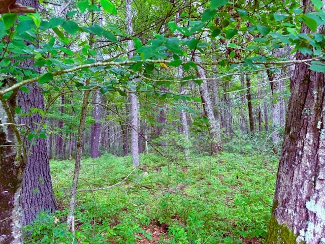 Lot 42 Leers Road, Glen Spey, NY 12737