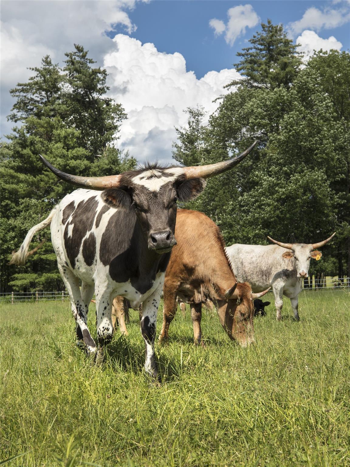 Lot 13 Woodstone Trail, Bethel, NY 12720