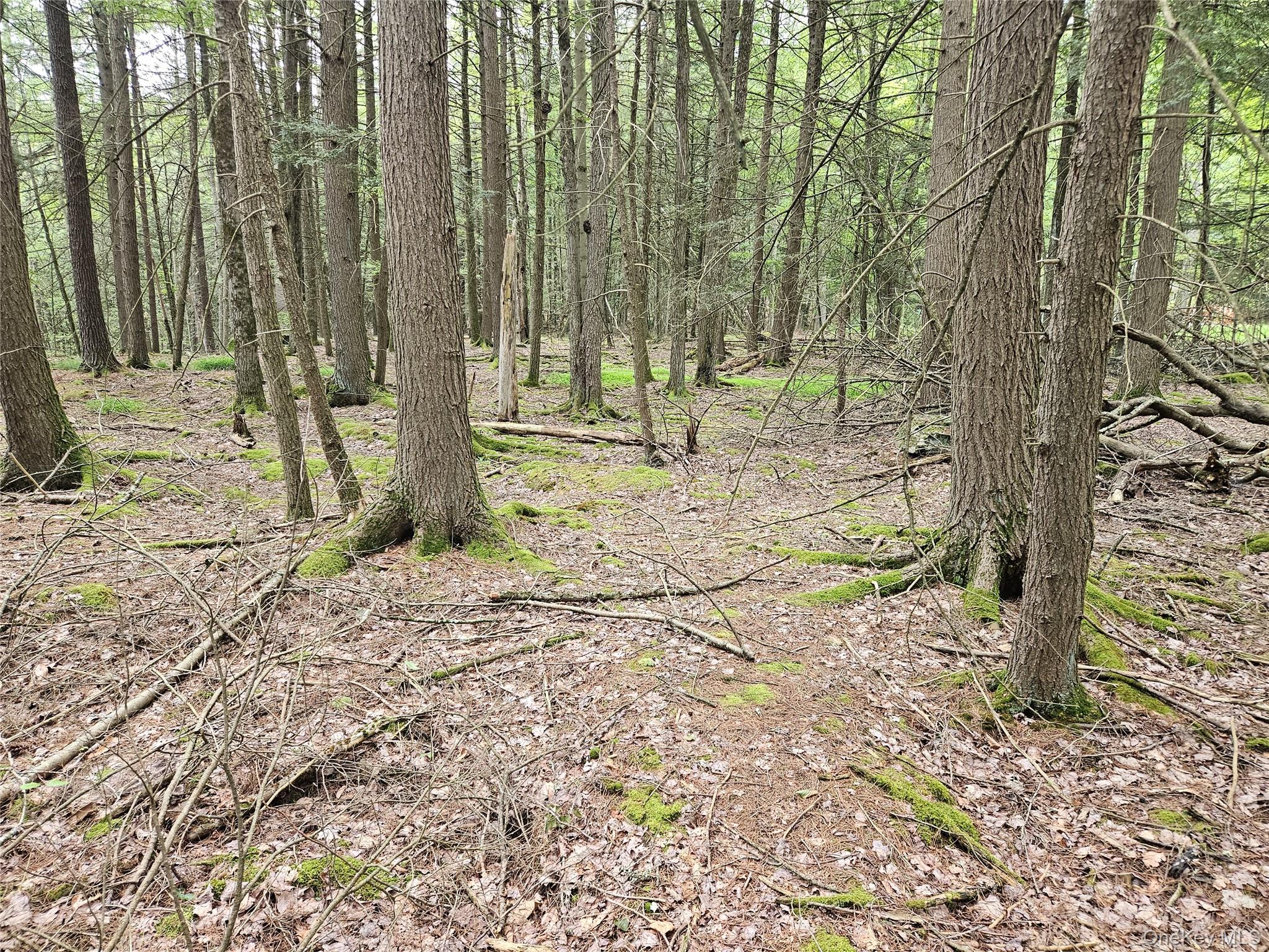 Highland Avenue, Smallwood, NY 12788